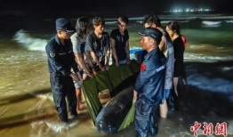 污漫画动态,一场视觉盛宴的解读